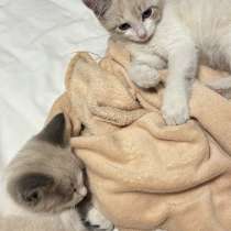 Отдам котят за шоколадку, в Москве