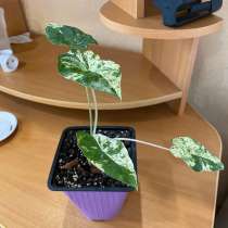 Алоказия Вариегатная Одора Батмк, в Смоленске