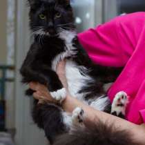 Котенок черный Болек в дар!, в г.Минск