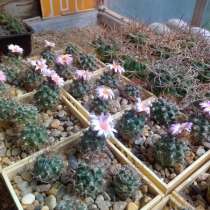 Кактусы, Turbinicarpus pseudomacrochele от Kohres, в Москве