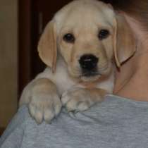 Лабрадор ЩЕНКИ, в Красноярске