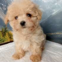 Maltipoo. Boy, в г.Майнц