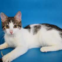 Сёма в добрые руки, в Москве