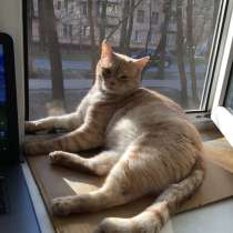 Найден кот-британец, в Москве