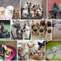 Питомник щенков Биробиджан, в Биробиджане