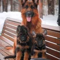 Немецкая овчарка Казань, в Казани