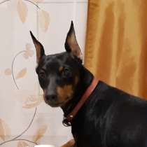 Щенки Цвергпинчера, в Москве