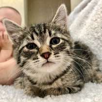 Котенок в матроске Пончик в самые добрые руки, в Москве