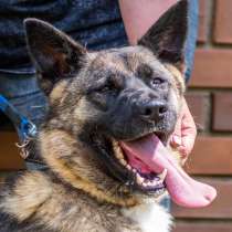 Красавчик Ронни ищет дом!, в Москве