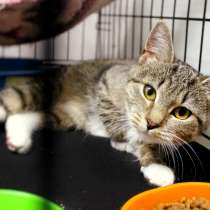 Прекрасный котенок Лилит верит в чудо, в Москве