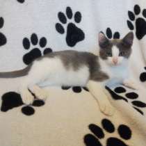 Ищет свое счастье котенок Ося!, в Москве