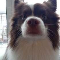 Отдам шпица в хорошие руки, в Санкт-Петербурге