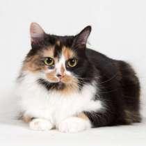 Ласковая пушистая трёхцветная кошка Ксюша, в Москве