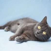 Луна - миниатюрная девочка ищет дом, в Москве