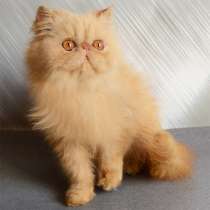 Персидский котёнок, котята персы, в Нижнем Новгороде