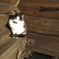 Отдам котят в хорошие руки, в Екатеринбурге