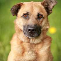 Мухтар – ласковый и благородный рыжий пес! В семью!, в Москве