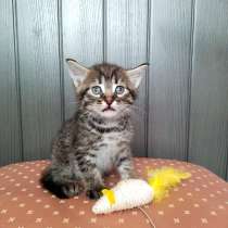 Кошачий ангел котенок Дилли в добрые руки, в Москве