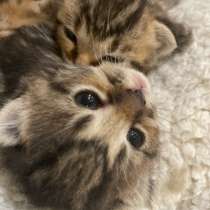 For sale kittens: half scottish fold, born in May 2023, в Москве