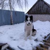 Хаски, в Воронеже