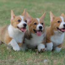 Корги Махачкале, в Махачкале