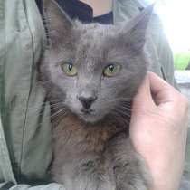 Благородный Зигфрид ищет дом, в Москве