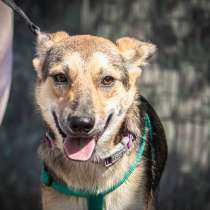 Лилу-молодая собачка с отличным характером ищет дом!, в Москве