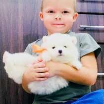 Ми-ми мишки. щеночки самоедской лайки, в Ярославле