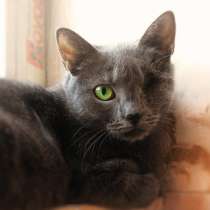 Осторожная Серебро мечтает встретить хозяина, в Москве