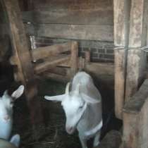 Продам молочных коз, в г.Уральск