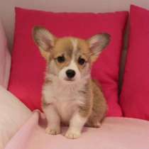 Щеночки Вельш Корги, в Хабаровске