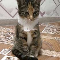 Маленькое солнышко, милейший котенок Лапушка в добрые руки, в г.Москва