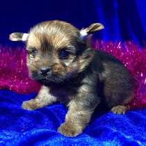 Йоркширского терьера (йорка) щеночков продам, в Иванове