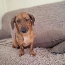 Метис таксы Мия ищет человека!, в Москве