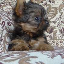 Щенки йоркширского терьера микро и мини-бэби-фэйс, в г.Минск
