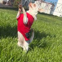 Отдам в добрые руки. Порода Чихуахуа. Кастрирован, в Ростове-на-Дону