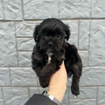 Щенки мальтипу мини, в г.Краснодар