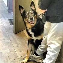 Срочно ищем любящую семью для Спайка!!!, в Москве