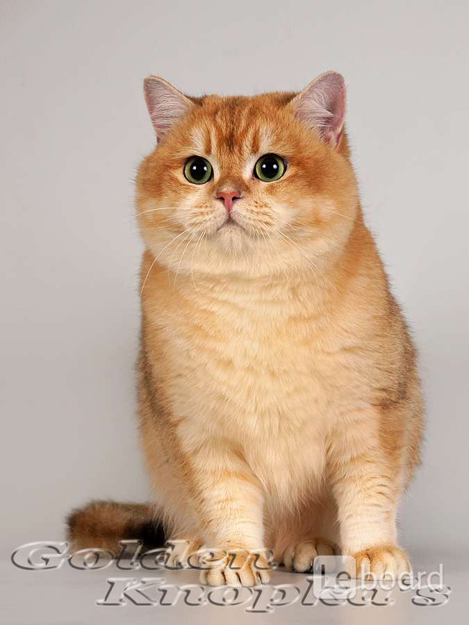 Британская Золотая Кошка Фото