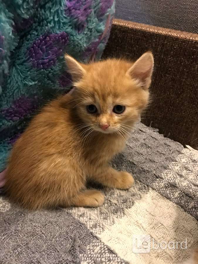 Рязань котиков