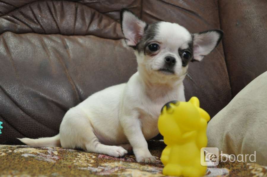 чиа-хуа-хуа карликовые. чихуахуа стандарт длинношерстные. чихуахуа 5. чихуа 5 кг. чихуахуа 5 лет.